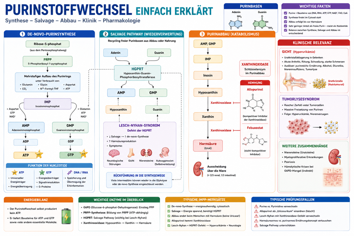 Purinstoffwechsel einfach erklärt für Physikum mit Purinsynthese, HGPRT, Xanthinoxidase, Harnsäure und Gicht.