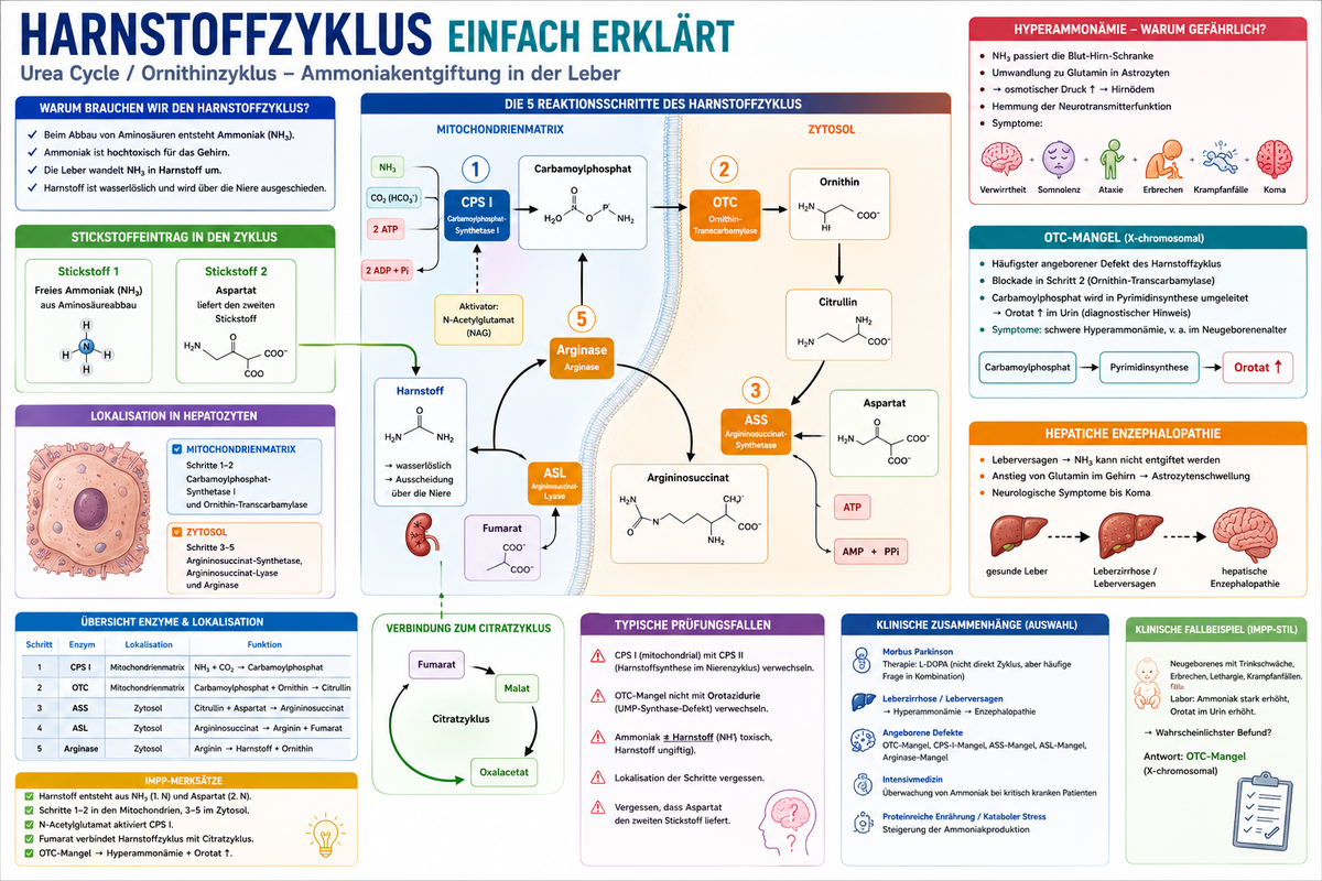 Harnstoffzyklus einfach erklärt für Physikum mit CPS I, OTC, Citrullin, Arginin, Harnstoff und Hyperammonämie.