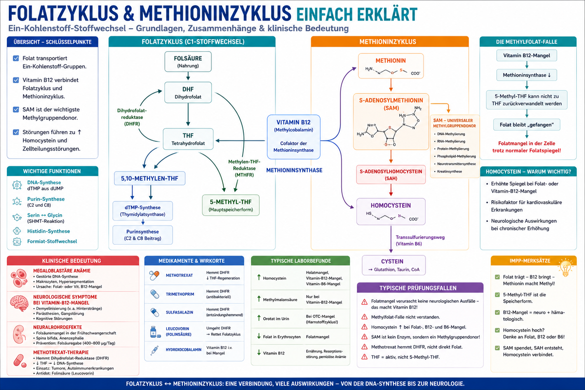 Folatzyklus einfach erklärt für Physikum mit Vitamin B12, Homocystein, Methioninzyklus, SAM und Methylfolat-Falle.